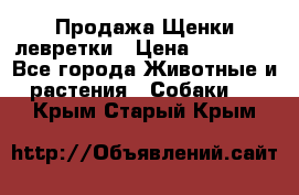 Продажа Щенки левретки › Цена ­ 40 000 - Все города Животные и растения » Собаки   . Крым,Старый Крым